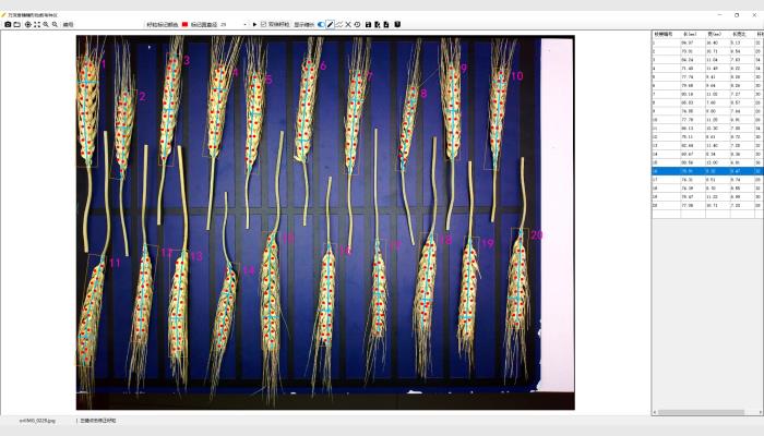 萬深SC-T型小麥穗形粒數(shù)考種儀，又稱麥穗考種儀，麥穗形態(tài)測量儀，麥穗形態(tài)分析儀。由800萬像素自動對焦拍攝箱體、智能化小麥穗形粒數(shù)測長考種分析軟件、麥穗放置與尺寸標定板等組成。是免培訓的傻瓜式分析儀，專用于小麥快速測產(chǎn)與育種考種。